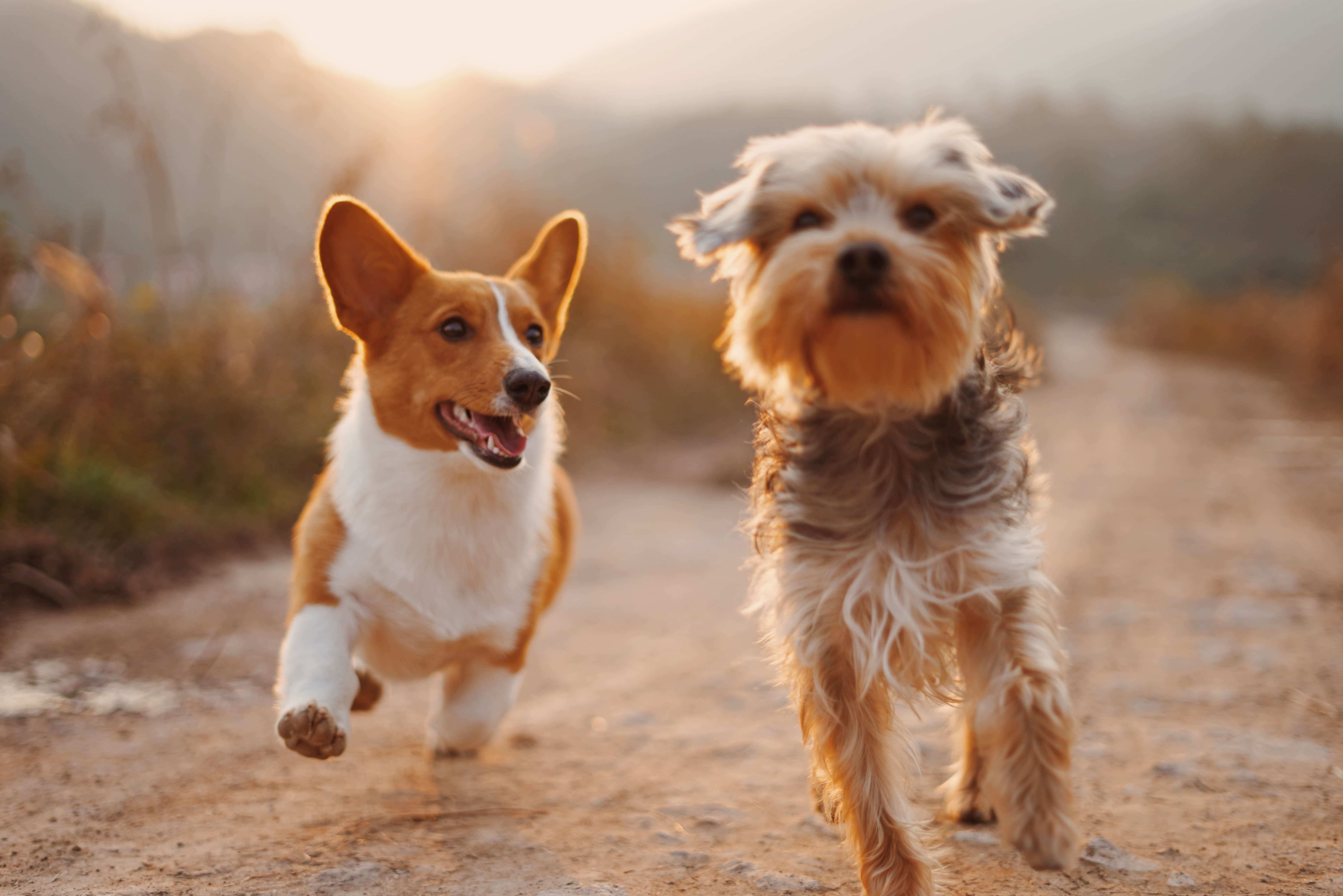 Foto de cachorros