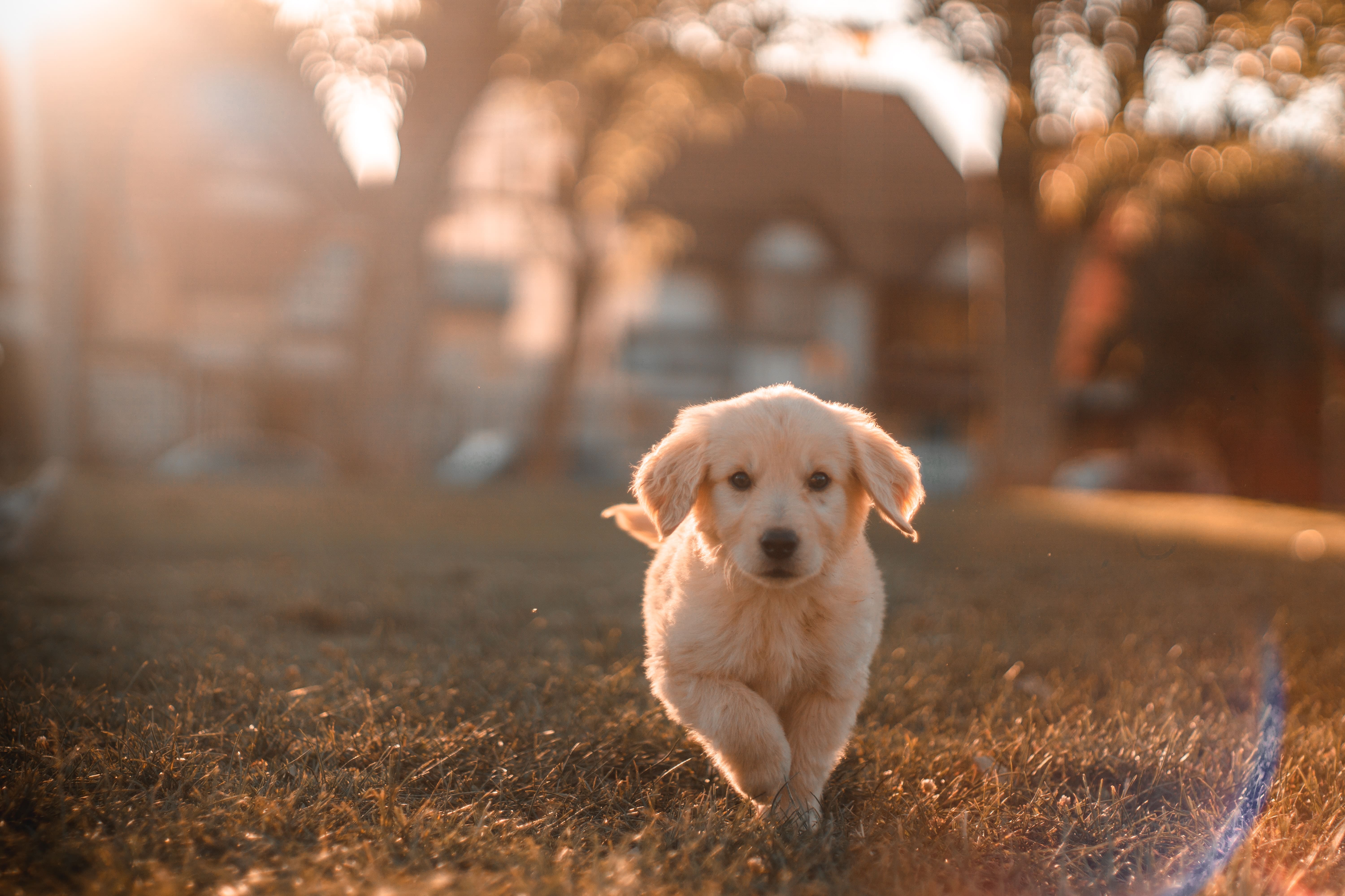 Foto de cachorro