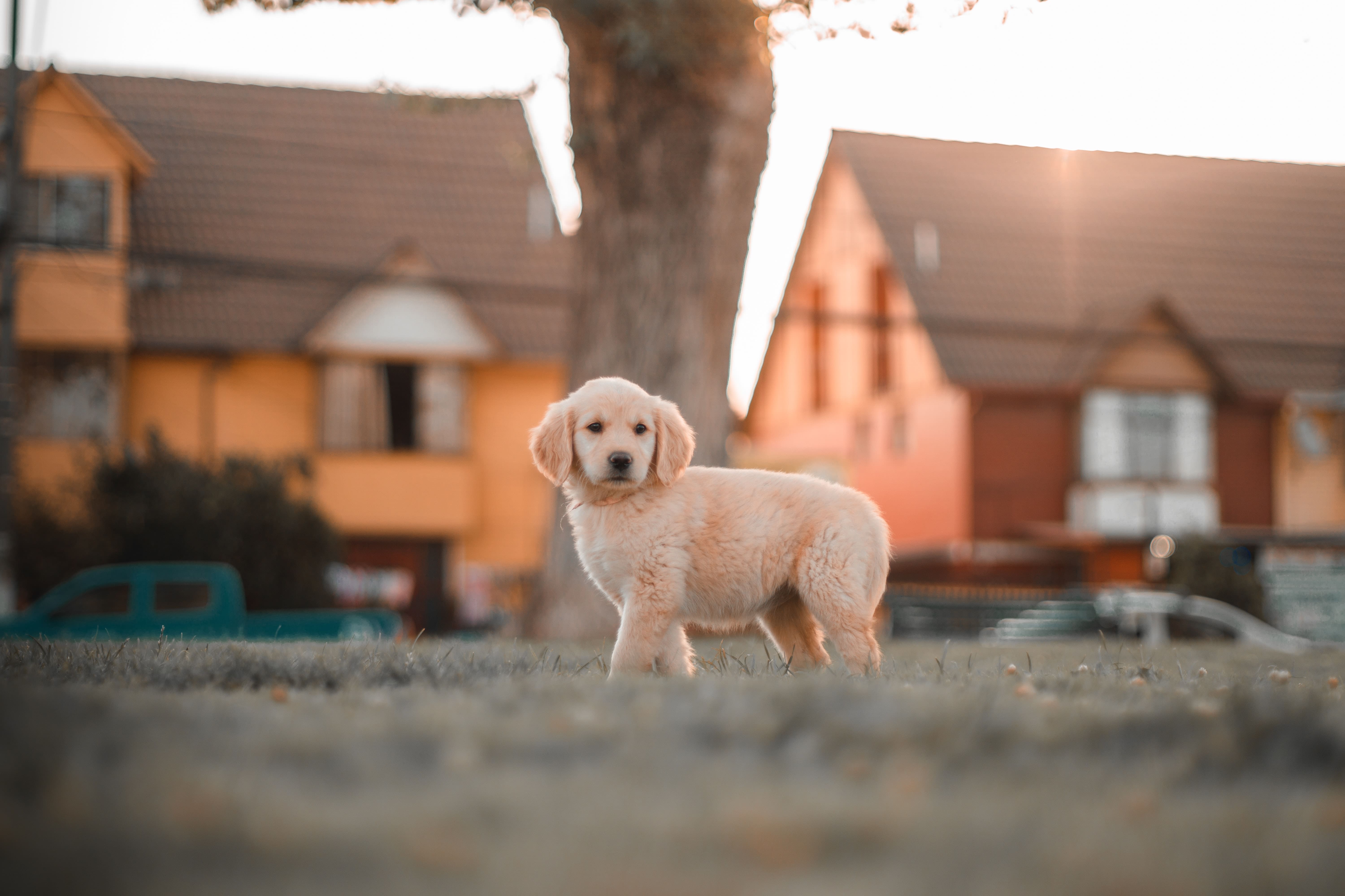 Foto de cachorro